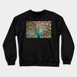 A Peacock Doing its Thing Crewneck Sweatshirt